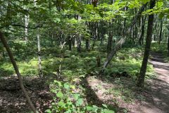 Ferns-Trail-IMG_8099