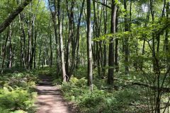 Ferns-Trail-IMG_8100
