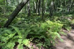 Ferns-Trail-IMG_8101