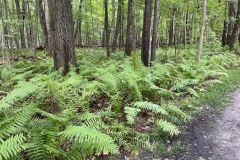 Ferns-Trail-IMG_8106