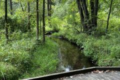 Ferns-Trail-IMG_8109