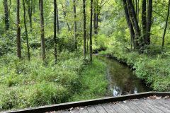 Ferns-Trail-IMG_8110