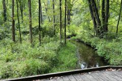Ferns-Trail-IMG_8110